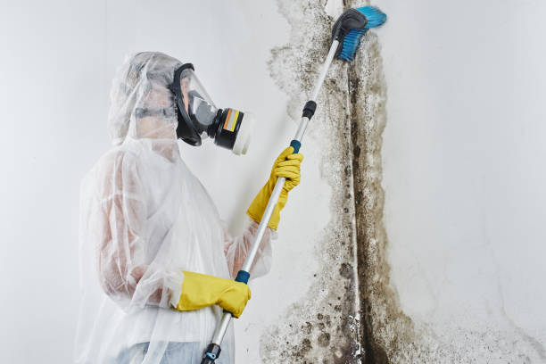 Best Residential Mold Remediation in South Euclid, OH