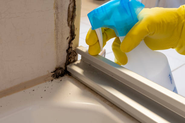 Best Basement Mold Remediation in South Euclid, OH