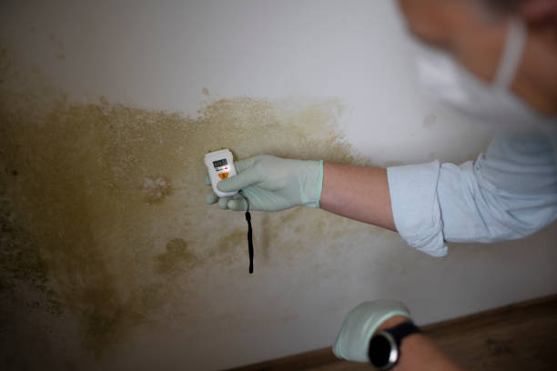 Best Emergency Mold Remediation in South Euclid, OH